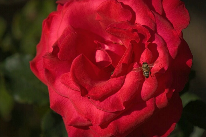 Bee with Rose