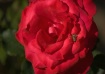 Bee with Rose