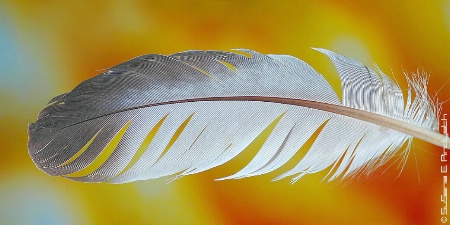 Angel's Feather