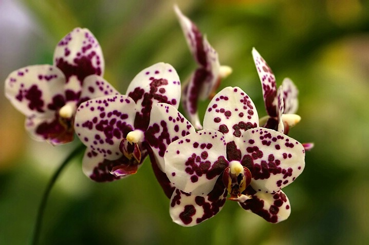 Orchids #2