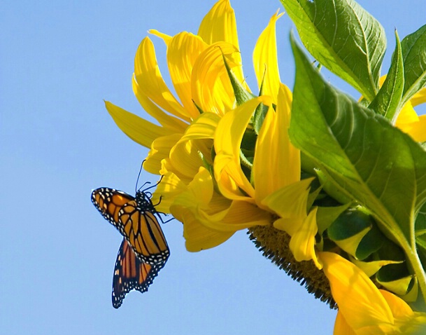 Butterfly on Sunflower