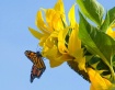 Butterfly on Sunf...