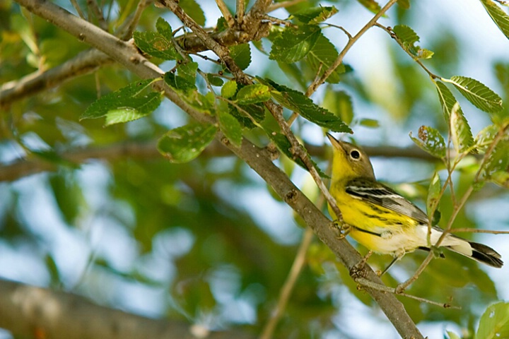 Magnolia Warbler