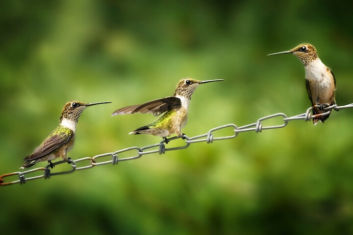 Tiny Trio