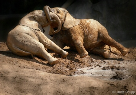 Young Mud Wrestlers