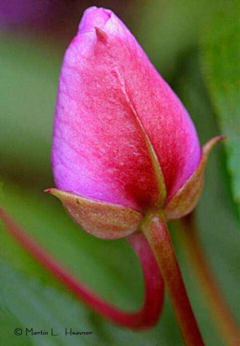 Bloom Bud, Warriors Mark, Pennsylvania - ID: 4766229 © Martin L. Heavner