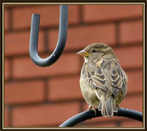 bird posing