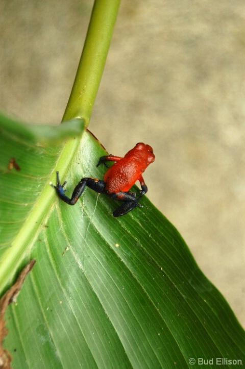 Costa Rica, Poisonous Frog