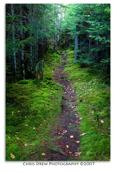 Mossy Path