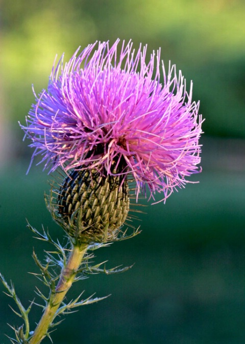 Thistle at days end