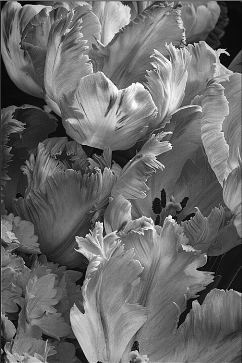 Tulips (monochrome)