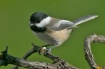 Chickadee