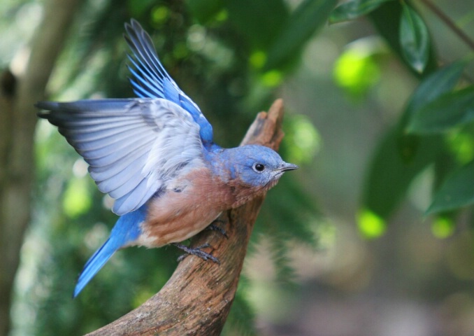 Blue Bird of Hapiness