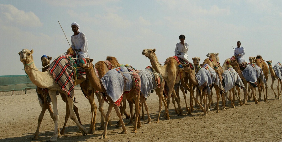 Camel Jockeys
