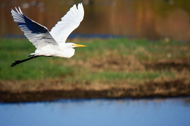 Great Egret 2, Devereux Slough