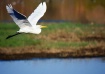 Great Egret 2, De...