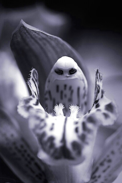 Orchid Alien