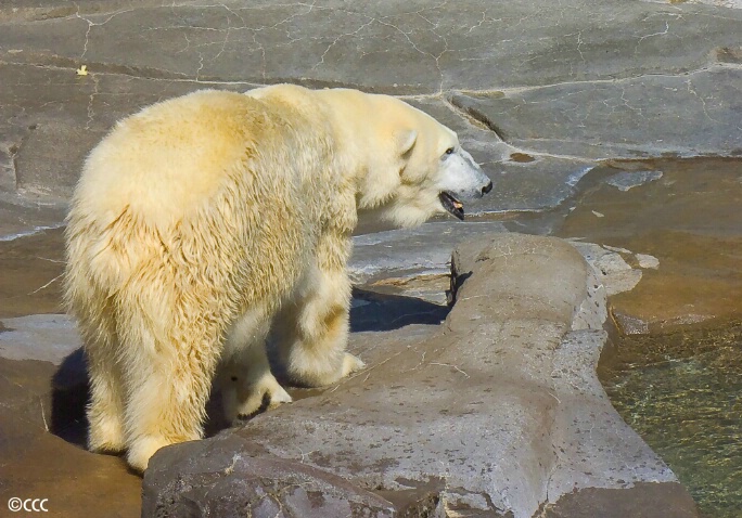 Polar Teddy Bear