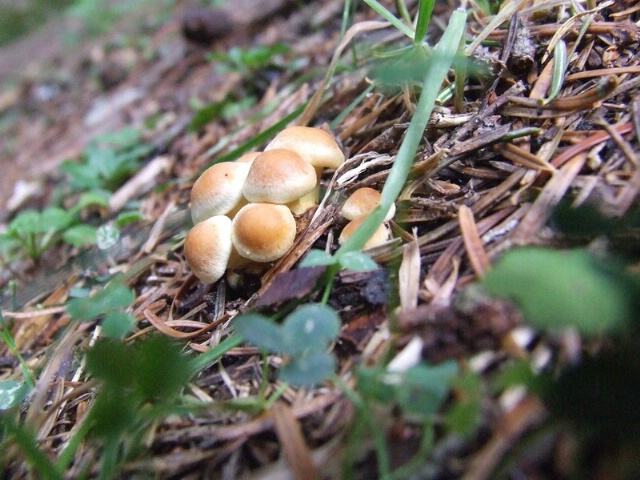 Autumn Mushrooms