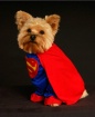Super Dog!