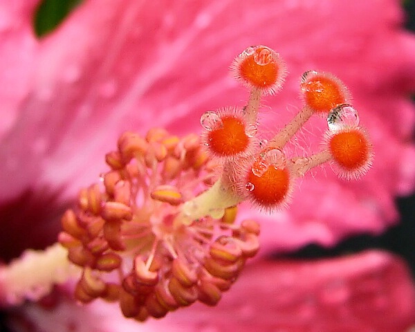 Morning Shower