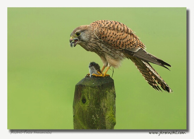 Kestrel with Lunch