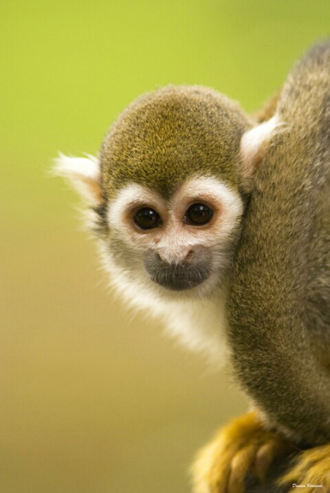 Young squirrel monkey