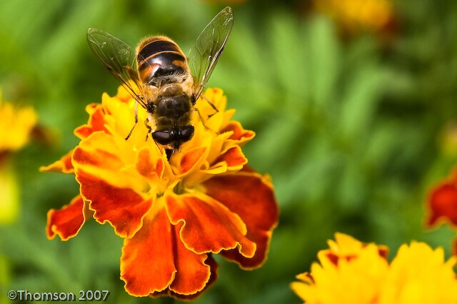 Lancaster County:  Bee & Marigold