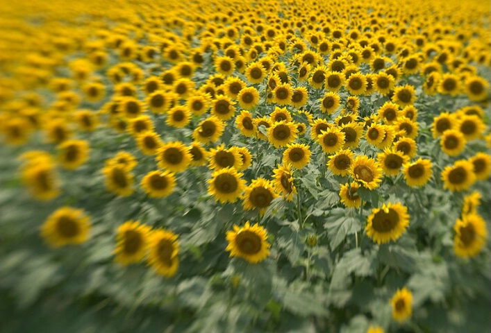 Sunflowers A Blurr