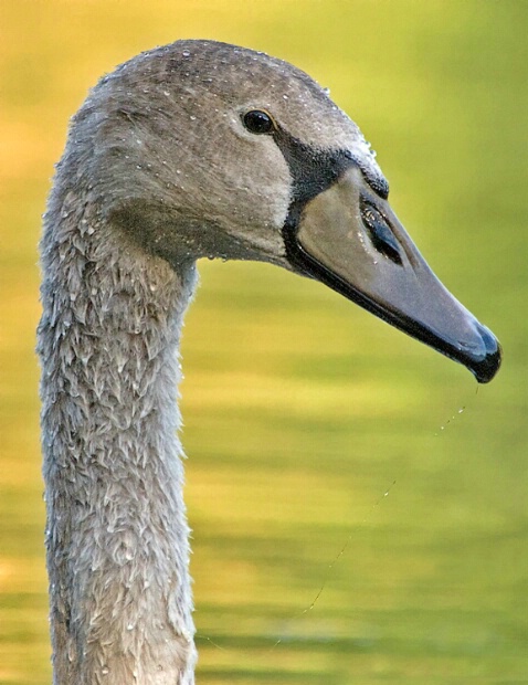 Adolescent Mute Swan