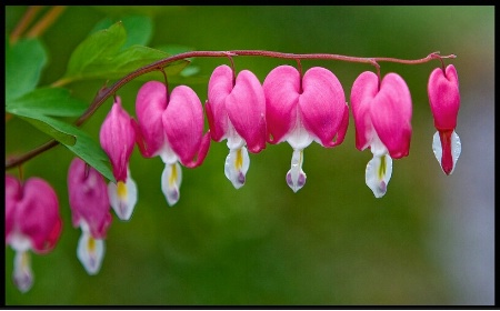 Hanging Hearts