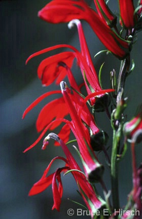 Cardinal Lobelia Blossoms - ID: 4785303 © Bruce E. Hirsch