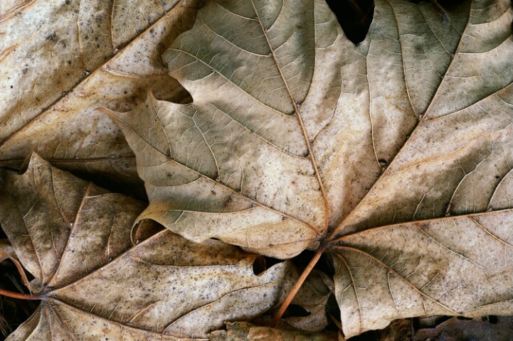 Leafscape #5