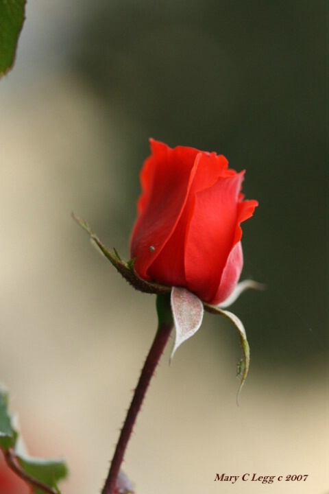 october rose