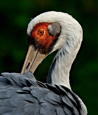 Preening Crane