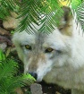 Gray Wolf at Busc...
