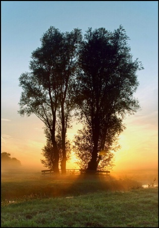 Trees in a misty Field