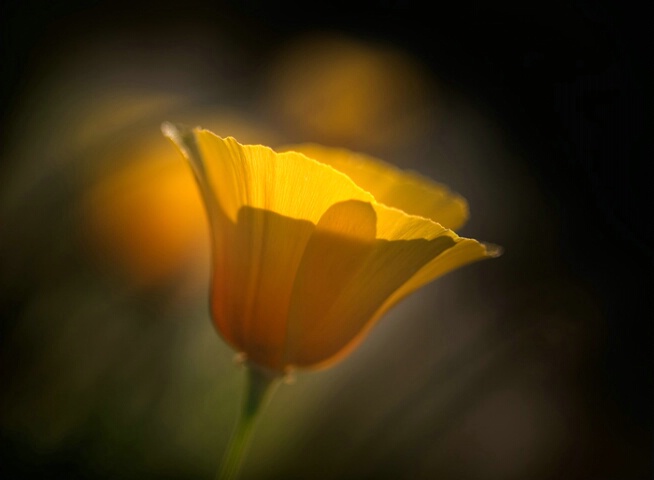 poppy