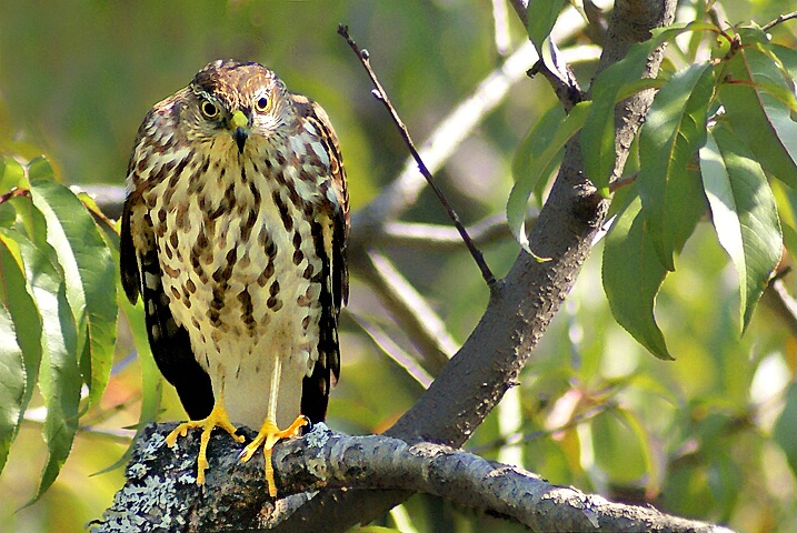 Hawk - ID: 4796777 © Laurie Daily