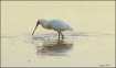 Spoonbill at sunr...