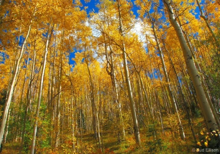 Aspens