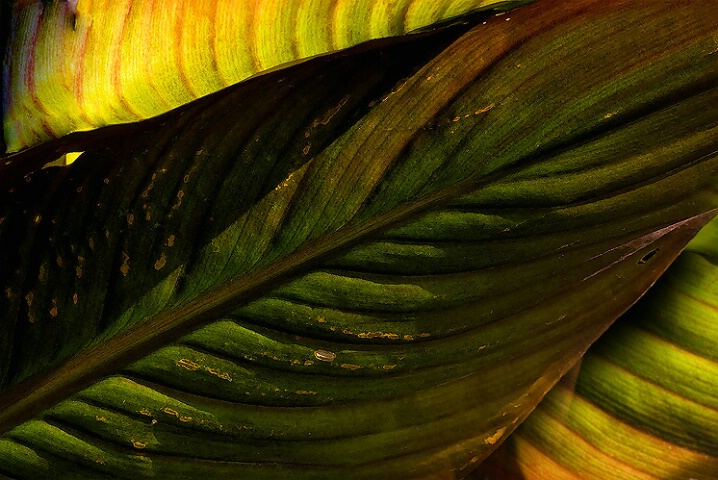 Canna Leaves Abstract