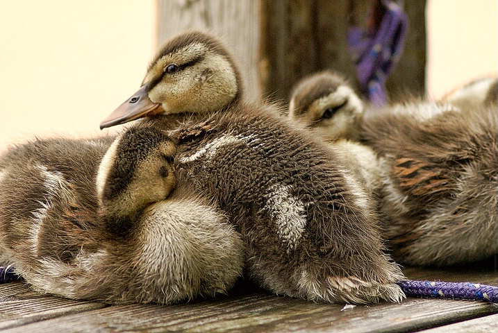 Ducklings on the Dock - ID: 4803519 © Laurie Daily