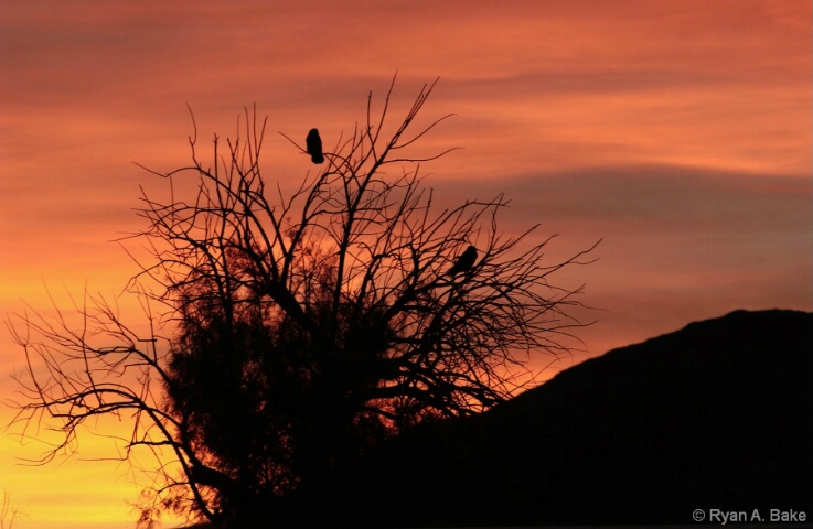 Crow Sunrise (horizontal)