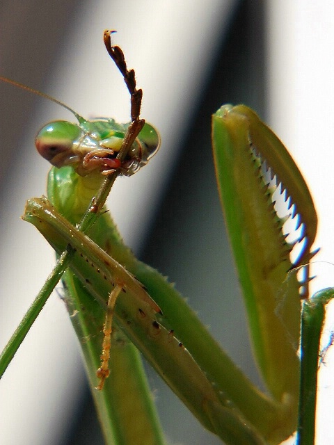 Cleaning Mantis..