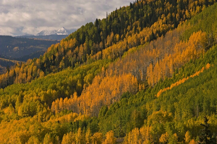 Autumn Aspen San Juan Mountains