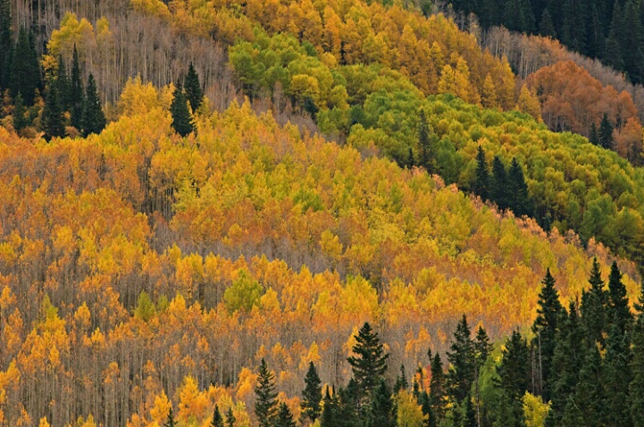 Autumn Aspen Elk Mountains