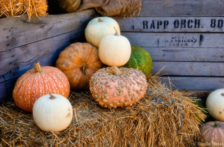 Fall pumpkins - ID: 4808511 © Sibylle Basel
