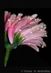 Pink Rain
