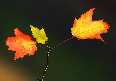 Lovely Leaves